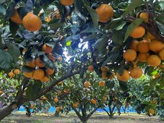 ҂񂳂FRUIT PARK YOKOHAMA@Ōʎւ̓eʐ^1