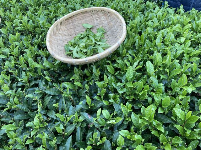 �����E�݁A����Ɏ����A�肨���🹂�܂����B_�J��MyTea