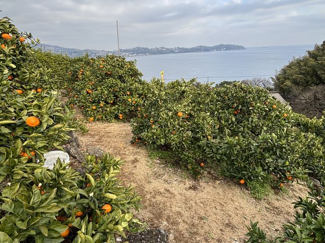 �i�F���ō��I_�}���t�N�K�[�f��