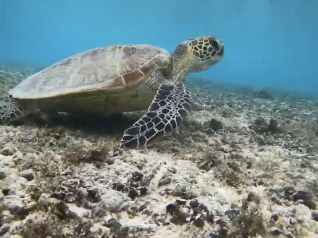 キレイな海亀に逢えました♪海の透明度もキレイで大満足のシュノーケルでした。_imtida宮古島