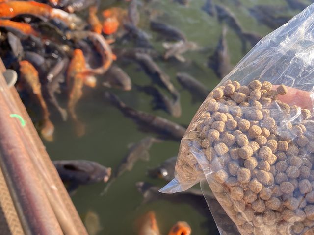 RC̃GTƒř_ԌtBbVOt[p[N