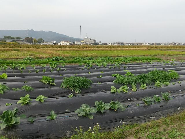 Ȋō앨AĂ܂B_iJ}t@[