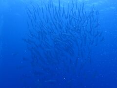 A[T[̏SҐXNEOMARINEΊ_ւ̓eʐ^1