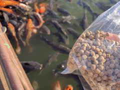 �Ԍ�����t�B�b�V���O�t�����[�p�[�N�̎ʐ^3