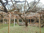 gV[̋{_{̃IIVtW̓eʐ^1