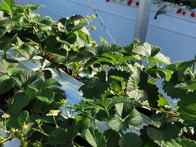 �C�`�S�c_Twins Farm �^����������