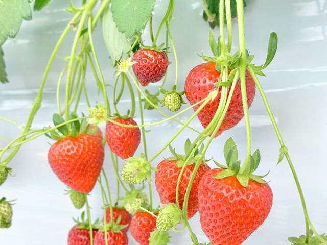 �ǂ̃C�`�S���ƂĂ��Â���4��ނ��ׂđ喞���ł����I_ABC FARM