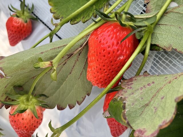 ���������C�`�S����_THE RED mountain berry farm