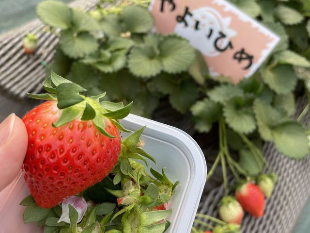 ��悢�Ђ�_�C�`�S�m�C�G