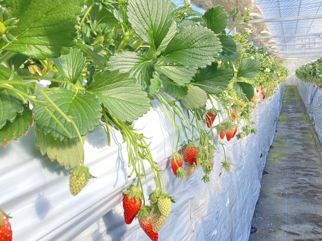 3�����炢���Ɛ^���ԂȂ������������ς��Ȃ̂��ȁH�܂��s�������ȁI_�{�c��������