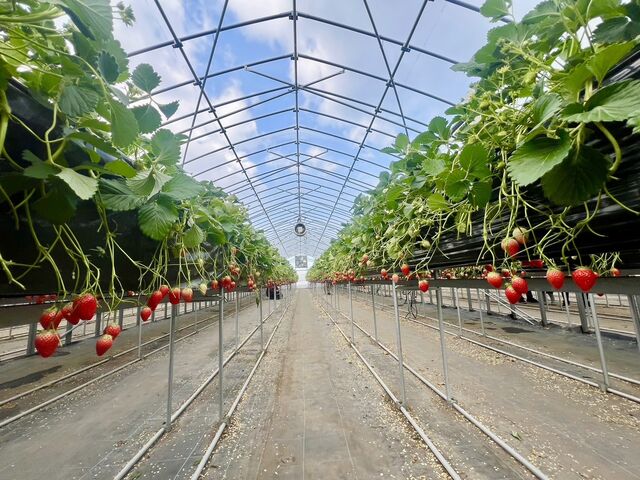 ����Ȋ����̃��[���ł��B_�ɐ�䕉�