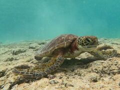 ̃I[X[Vm[P{Óւ̓eʐ^1