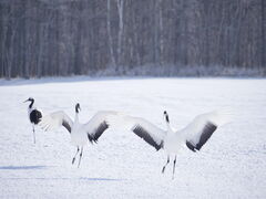 ꂢ̒ߋEɓ^`ETN`Aւ̓eʐ^1