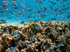 38̃I[X[Vm[P{Óւ̓eʐ^1