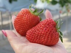 Ȃjoumonfarmi傤ӂ[ށjւ̓eʐ^1