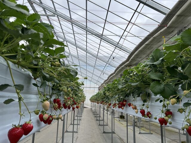 ���肪�Ƃ��I������_�x���[�Y�t�@�[���@FUSHIMI