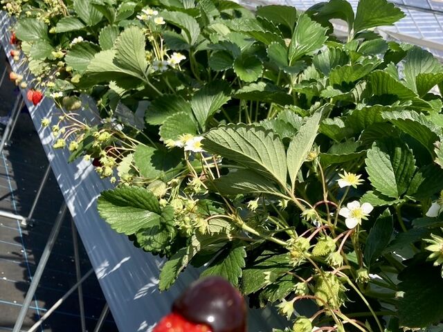 �`���R�t�������������I_SHINJO FARM