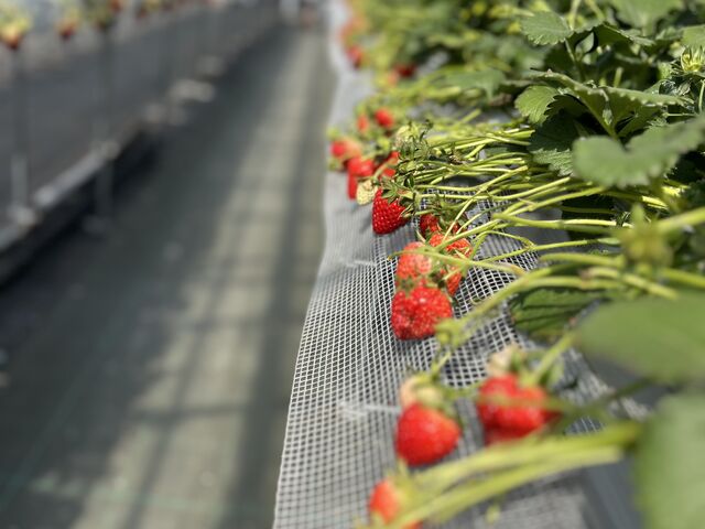 ���₷���I_�祂Ղ�`��