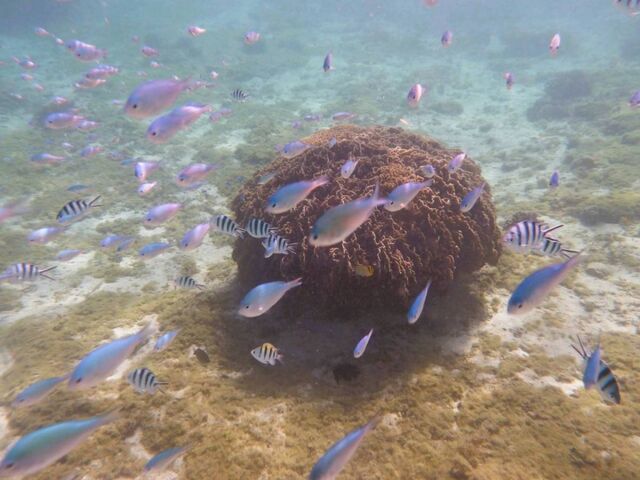 �r�[�`���炷����������̋�_��g�ݐؐ�墊C�̗V�я��@�Ȃ��䂭���