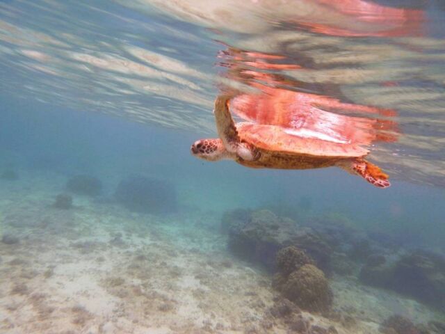 �O��̃E�~�K��_��g�ݐؐ�墊C�̗V�я��@�Ȃ��䂭���