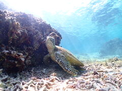 Ƃ炳񂳂̋{Ó} GB QUESTւ̓eʐ^1