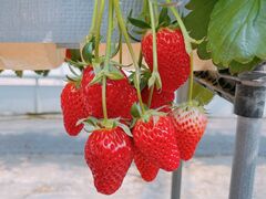 ܂݂̕όAOXl΂ւ̓eʐ^1