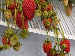 ~g̍D{t@[p[Nւ̓eʐ^2