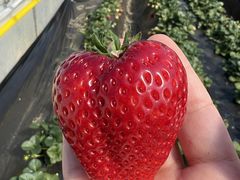 ߂肳MASHIKO@STRAWBERRY@FARMւ̓eʐ^1