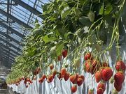 �J���R�����䕂�{�܂̓��e�ʐ^1