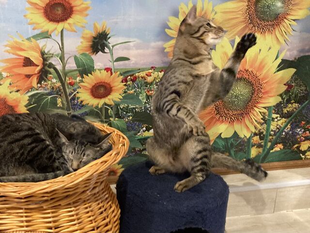 �o�X�̒��̂Ђ܂��̕ǎ������킢��_�ی�L�J�t�F�@�Ђ��܂荆