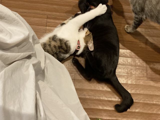 �����X�J�[�g�ōs���ƁA���ɓ����Ă������ڂ��Ă���܂����B�X�J�[�g�̒�����̂с[�I_�ی�L�J�t�F�@�Ђ��܂荆