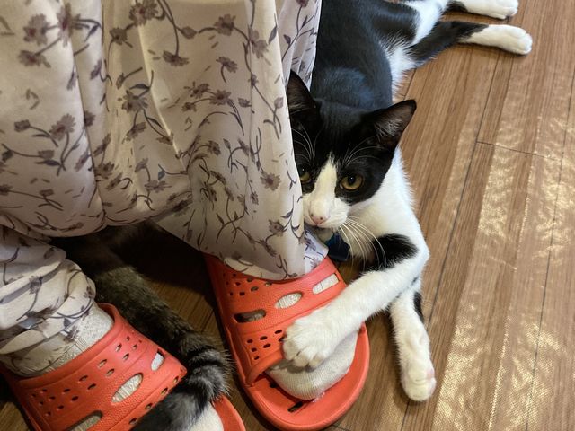 �C���K�v�B�X���b�p�݂͑��Ă���܂��B_�ی�L�J�t�F�@�Ђ��܂荆