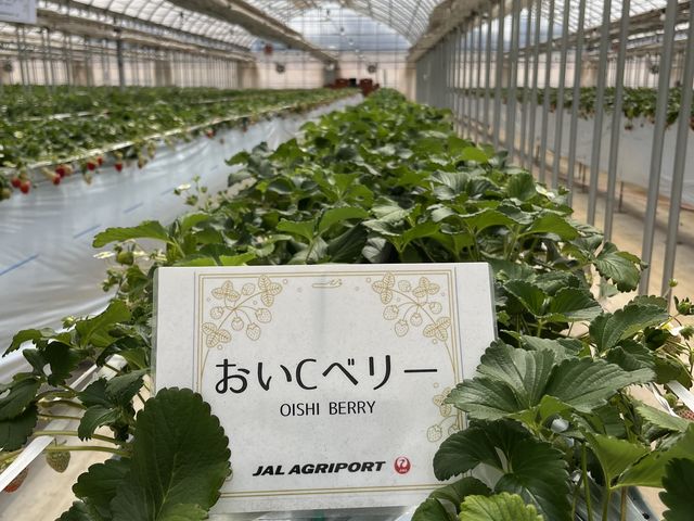 �Y��ɐ�������Ă��܂��B_JAL Agriport