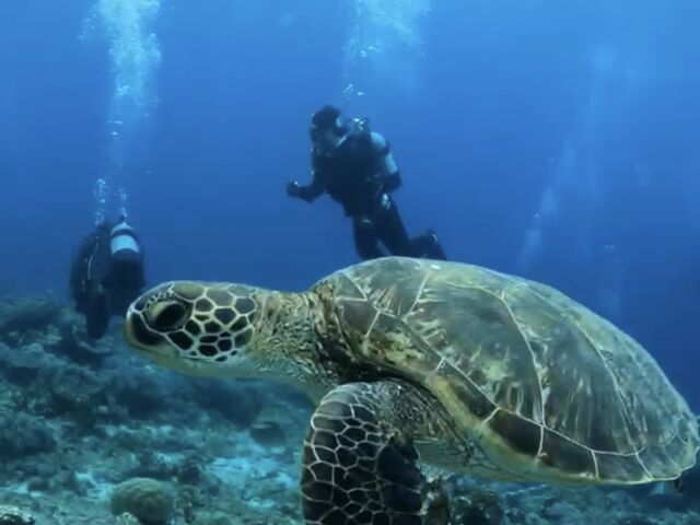 �E�~�K��_Y'S DIVE OKINAWA