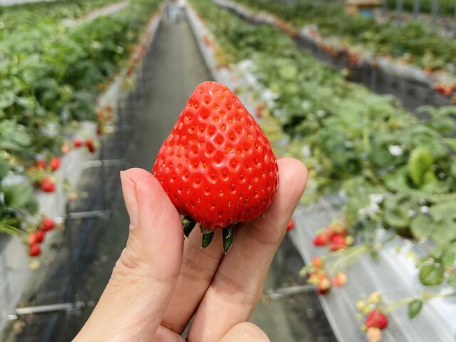 ���{�܂Ő^���Ԃ�䕂��炯�ł����B_�祂Ղ�`��