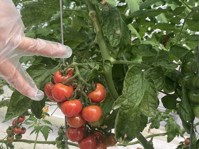 �Ղ��Ղ�_���肪�ݔ_��