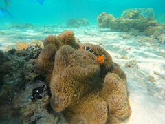 ̃I[X[Vm[P{Óւ̓eʐ^1