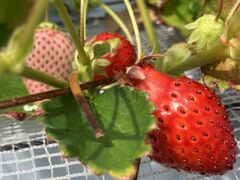 ̂񂳂̏є_ւ̓eʐ^1