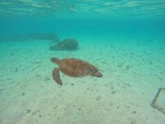 gq̃I[X[Vm[P{Óւ̓eʐ^1