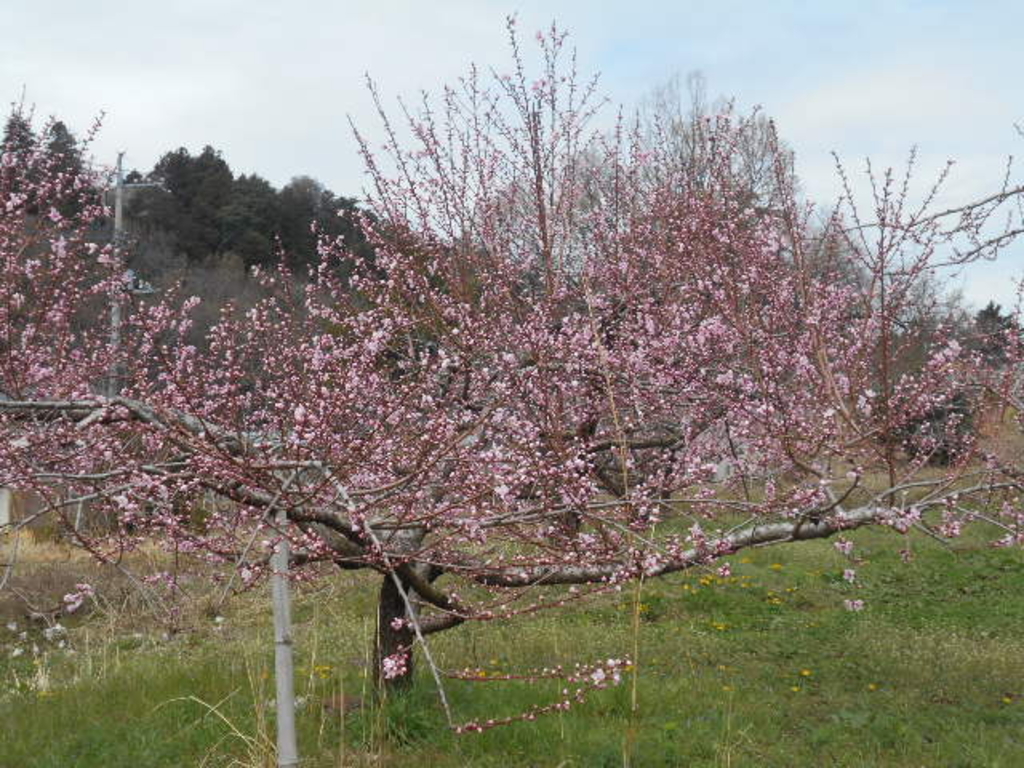 小泉元生 「梨の花咲く頃（南駒岳）中央アルプス」 F６号 八ヶ岳・小淵沢・清里・大泉の動物園・植物園ランキングTOP10