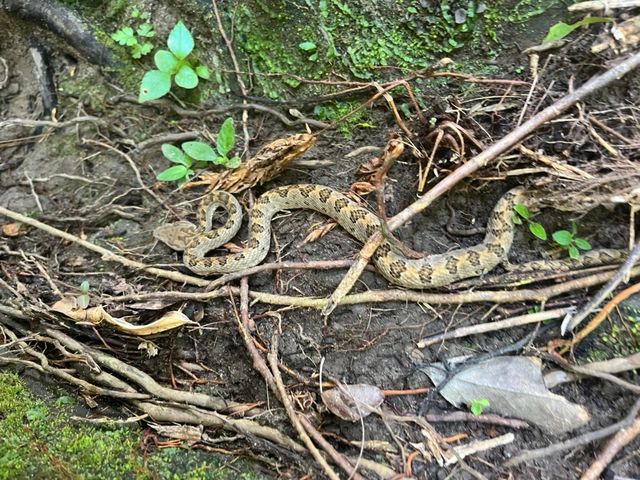 ��ւ̃g���b�L���O�r���ɁA�n�u�Əo��܂����B�����炩�����o���Ȃ���΁A���S�̂悤�ł��B_�s�i�C�T�[���̑�