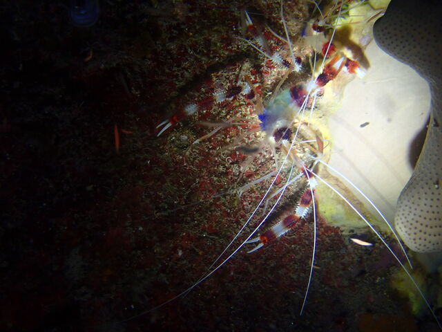 �I�g�q���G�r_�_�C�r���O�V���b�v�@���[�O��