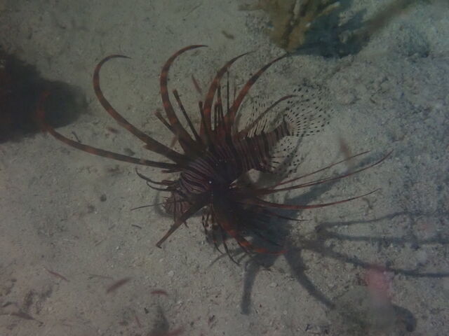 �n�i�~�m�J�T�S_�_�C�r���O�V���b�v�@���[�O��