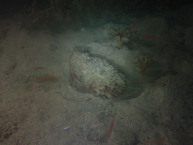 �I�j�_���}�I�R�[_�_�C�r���O�V���b�v�@���[�O��