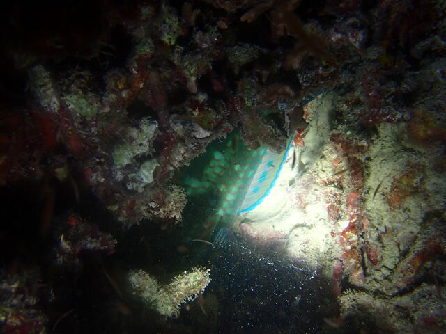 �A�Q���̃u�_�C_�_�C�r���O�V���b�v�@���[�O��