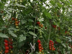 ̂ё̊Ё@og}g_ւ̓eʐ^1