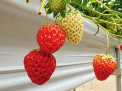 ̂̂Ciel farm(VGt@[jւ̓eʐ^1