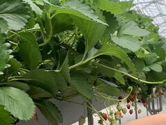 ݂̃Rx[Yt@[ G߂̍_ւ̓eʐ^1