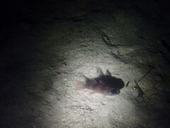 䂤낳̃_CrOVbv@[Oւ̓eʐ^1