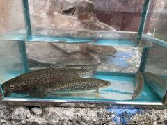 悵NORTH GLAMPERxǖւ̓eʐ^1